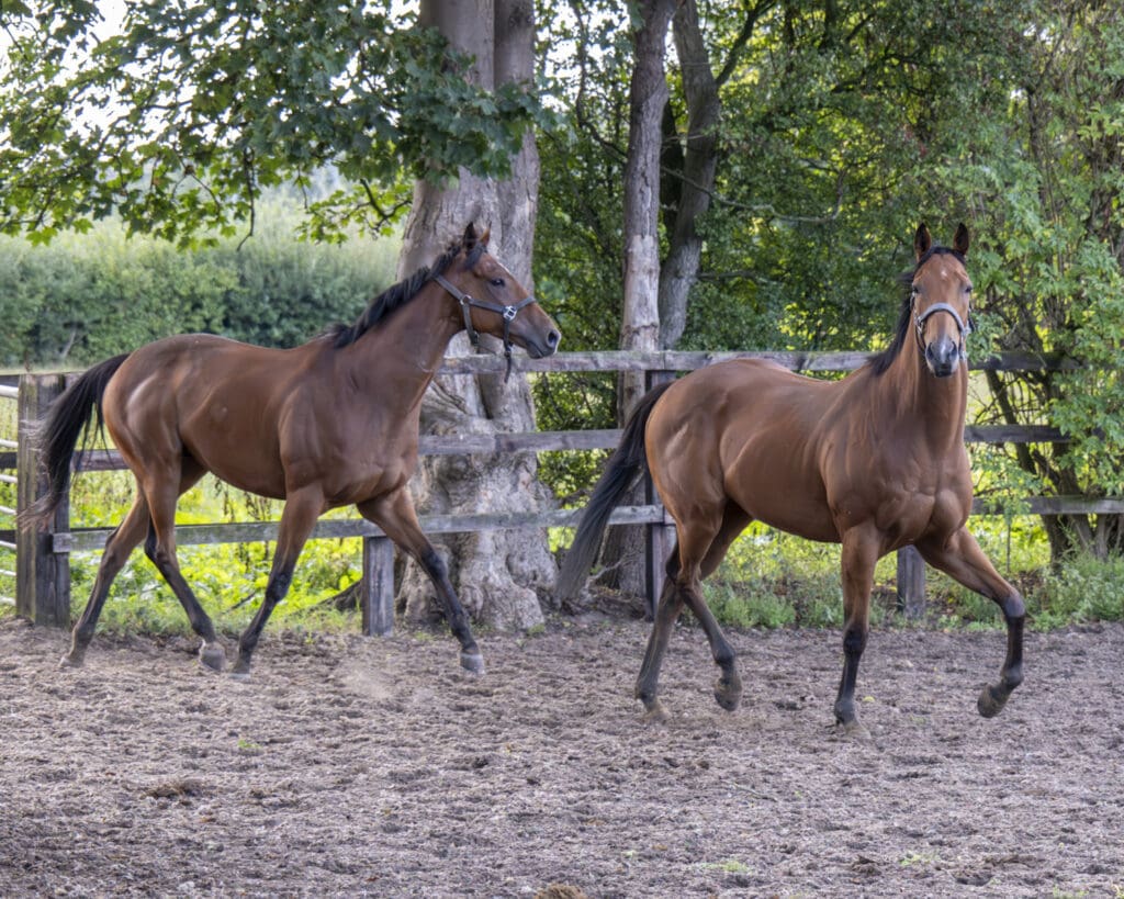 Rousing Encore and Dumfries