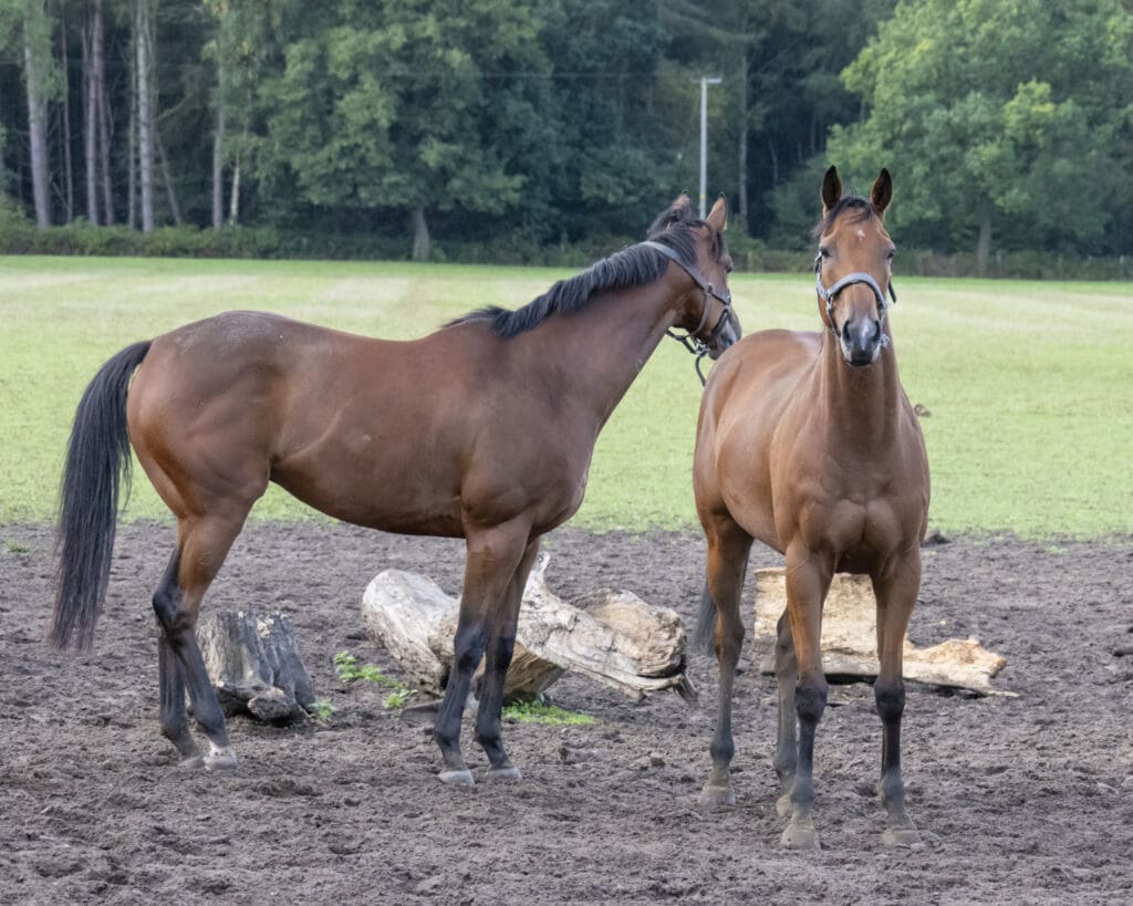 Rousing Encore and Dumfries