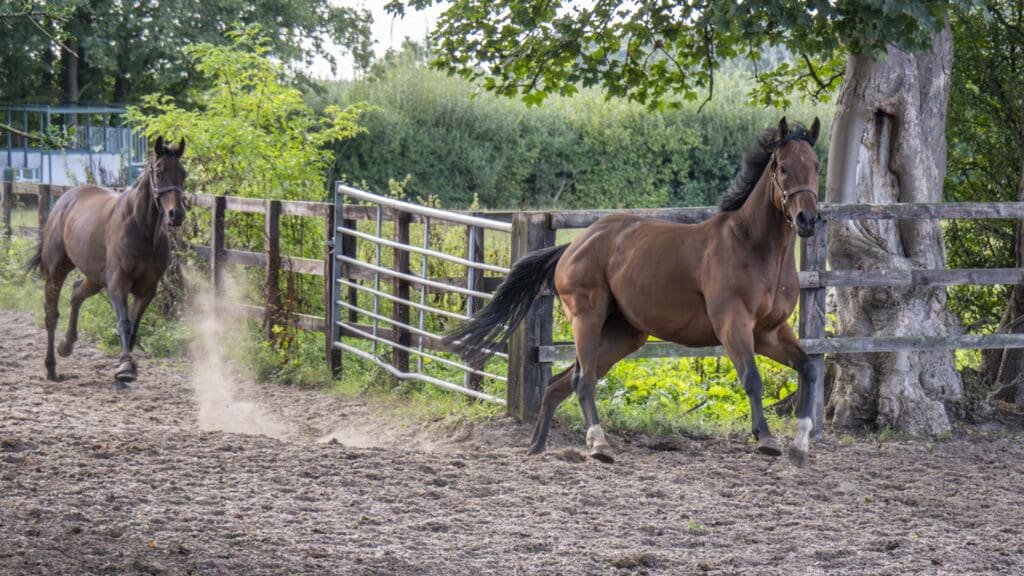 Bad Habits and Ninth Life