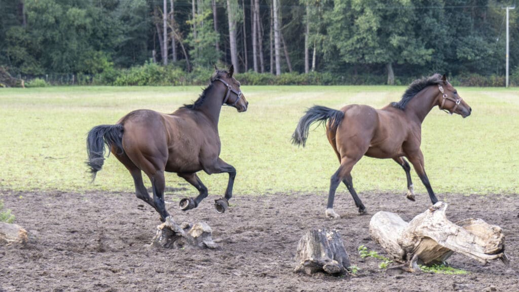 Bad Habits and Ninth Life