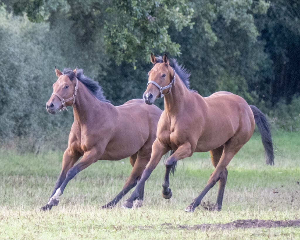 Bad Habits and Rousing Encore