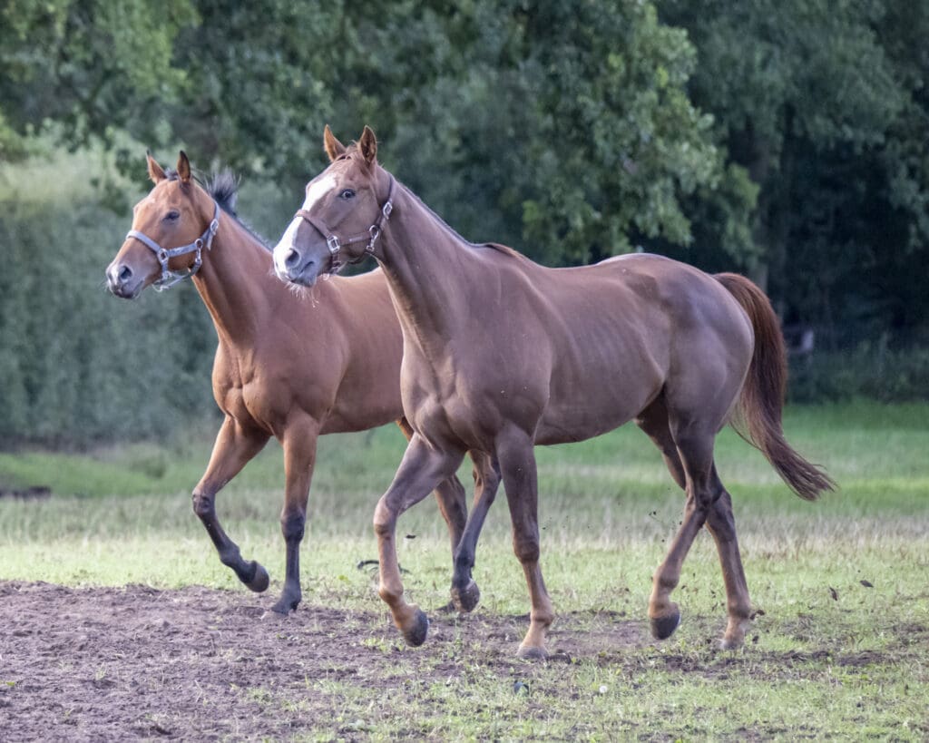 Sea Master and Rousing Encore