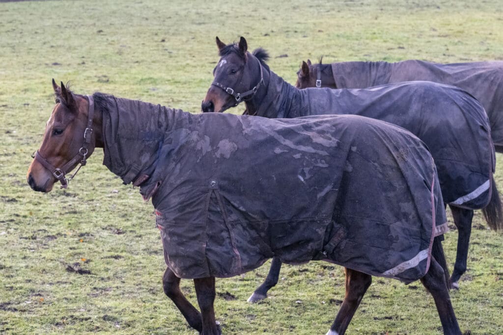 Bad Habits and Invincible Crown