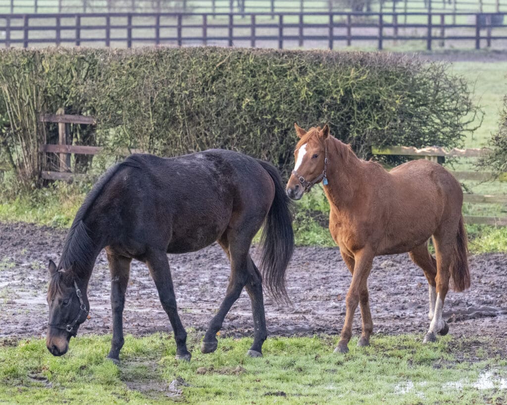 Arch Legend and Kats Bob