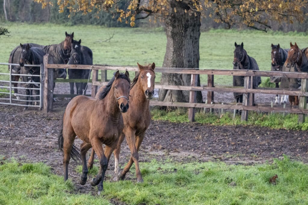 Antique Blue and Magical Effect