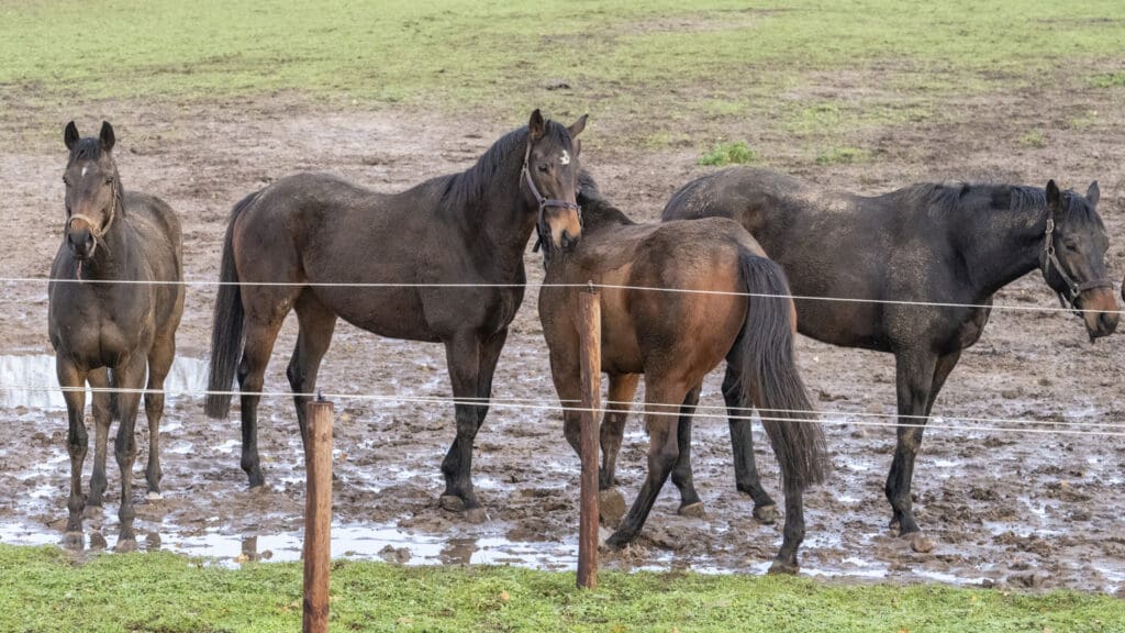 Emerald Army, Dawn Of Liberation, Superfortress