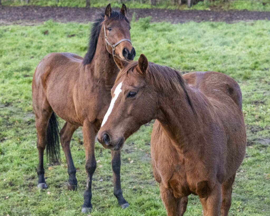 Antique Blue and Magical Effect