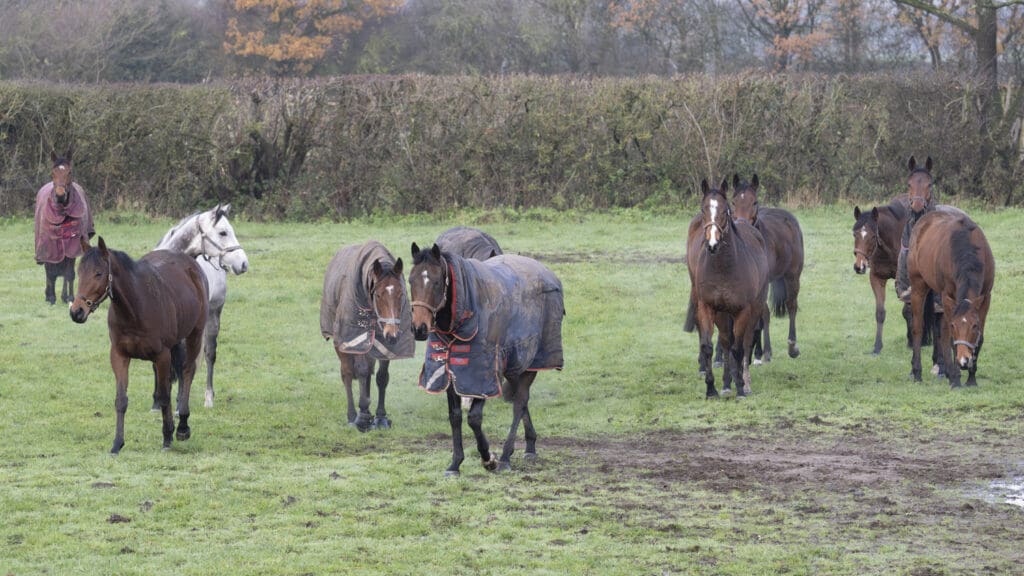 Boys enjoying turn out