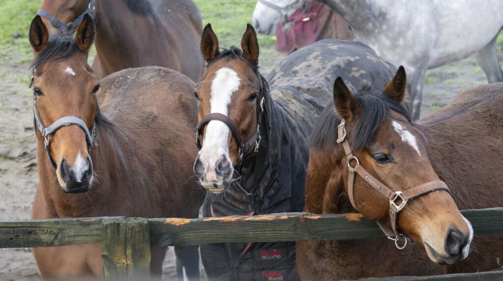 Rousing Encore, Cajetan, Dumfries