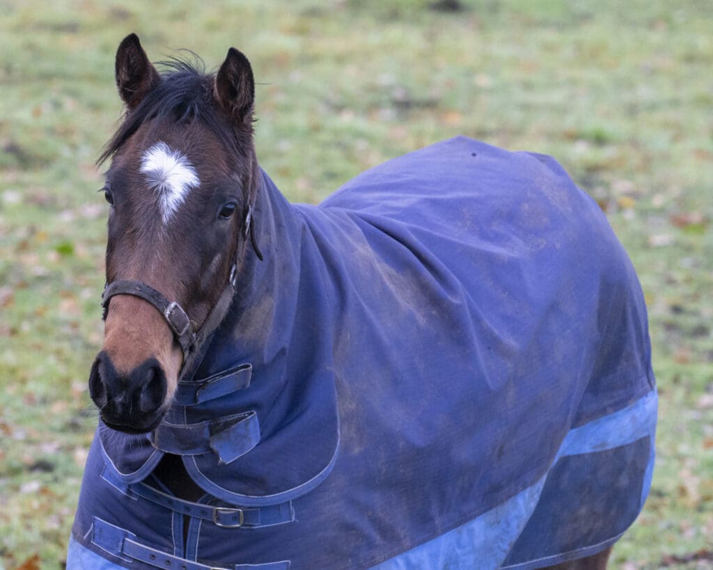 Pixie, 2yo x Havana Gold