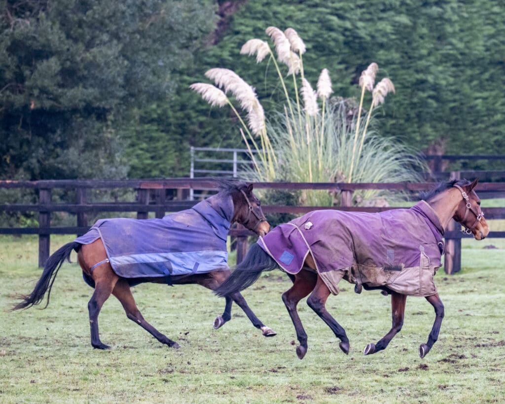 Magic Runner and Pixie