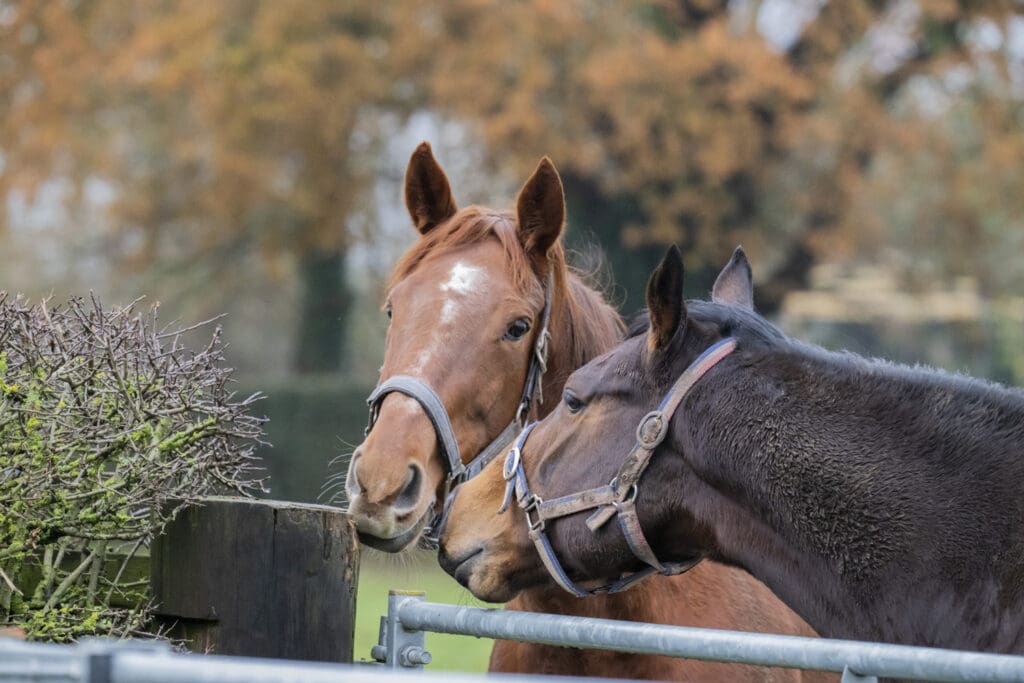 Hostelry and Daytona Lady