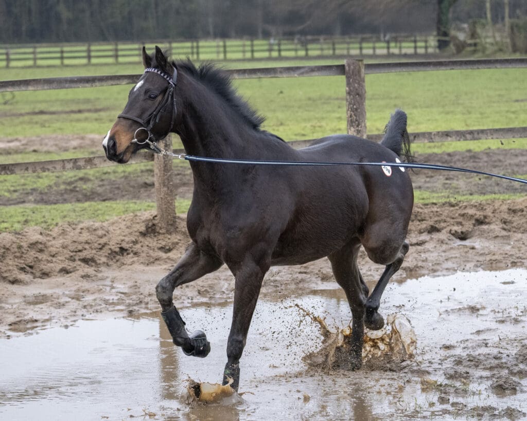 Wise Crack lunging