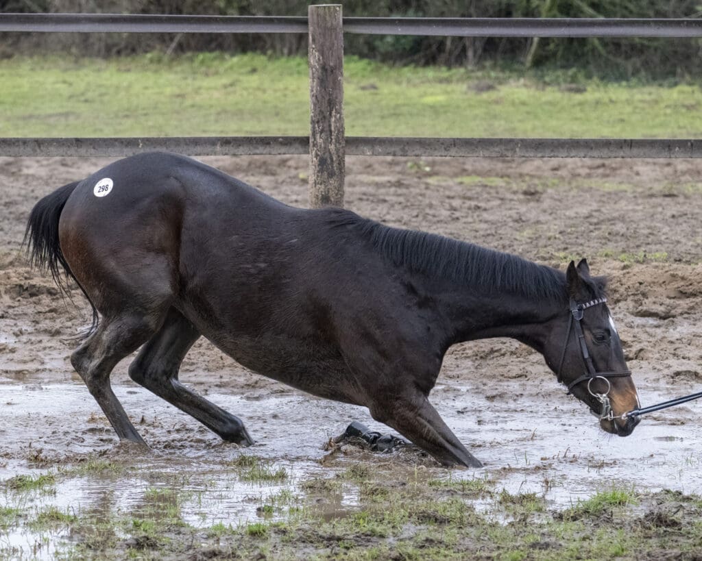 Wise Crack enjoying a splash