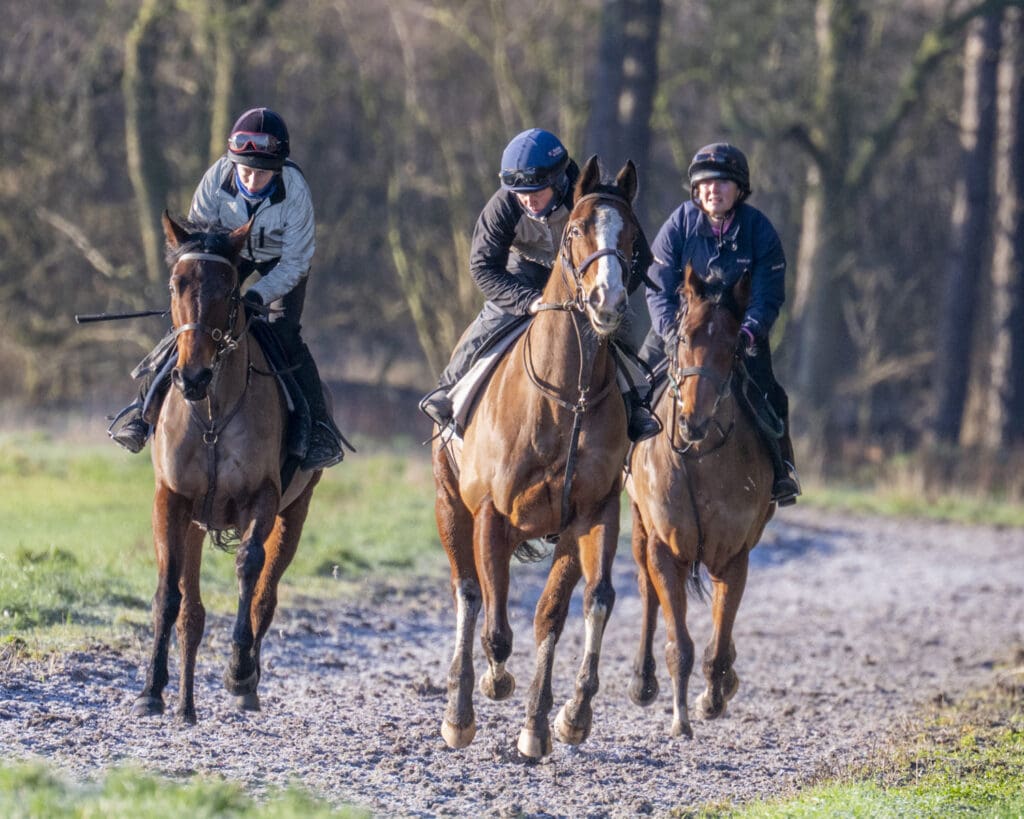 Palmerian, Cajetan and Barley Brown. (L to R)