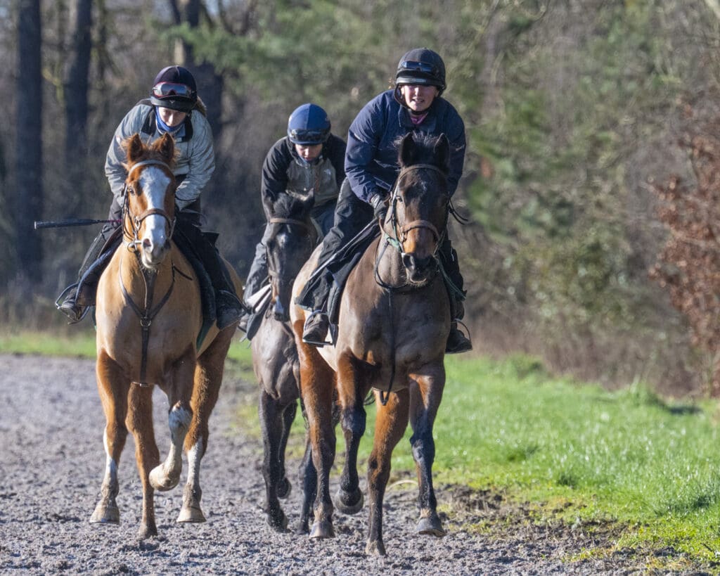 Billy, Wise Crack and Kinetic Force (L to R)