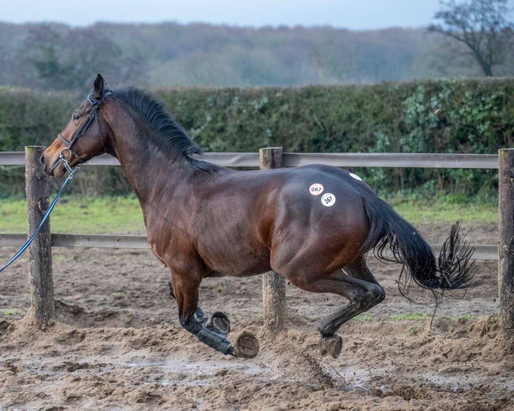 Kilfursh Blue lunging