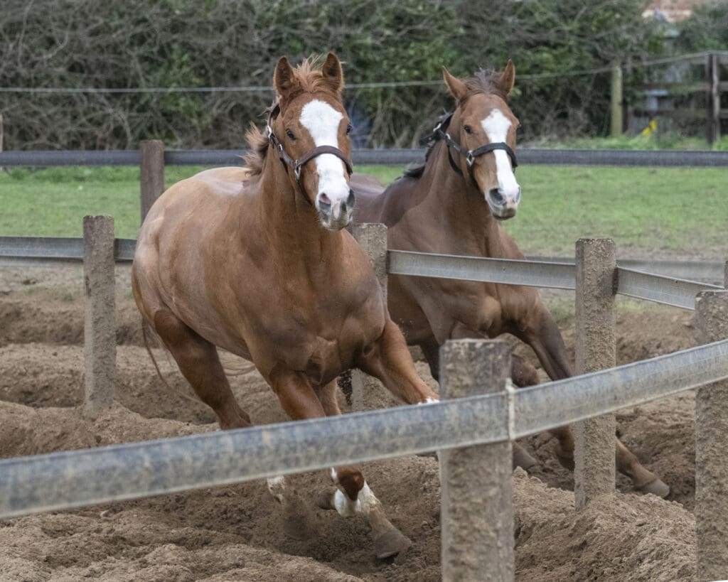 Billyjoegold and Sea Master