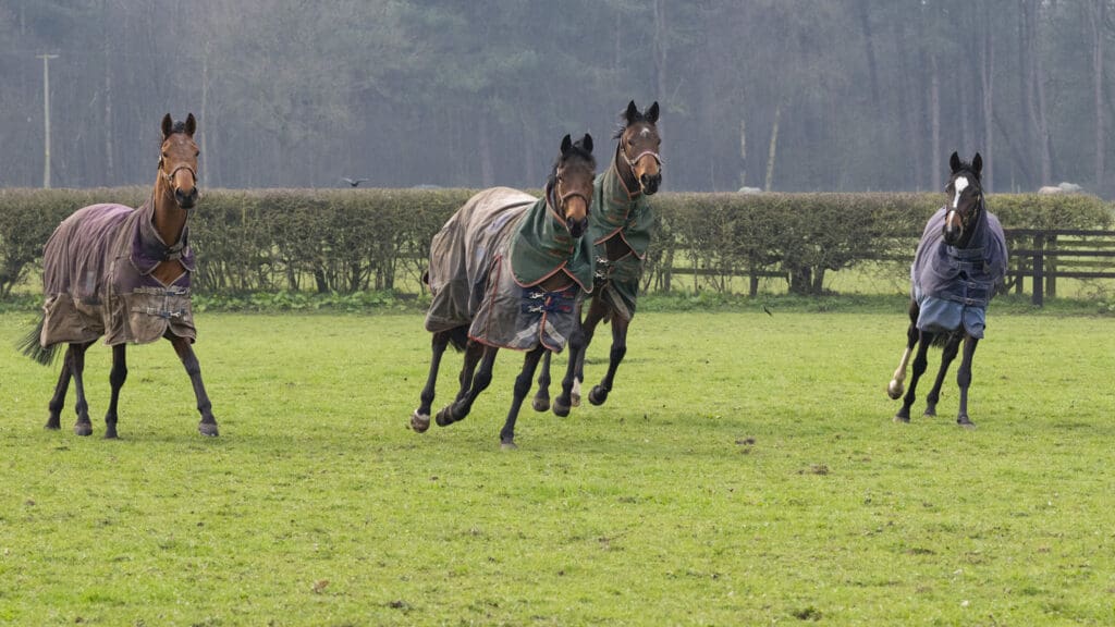 Magic Runner, Furrst Lady, Daytona Lady, Enduring Story