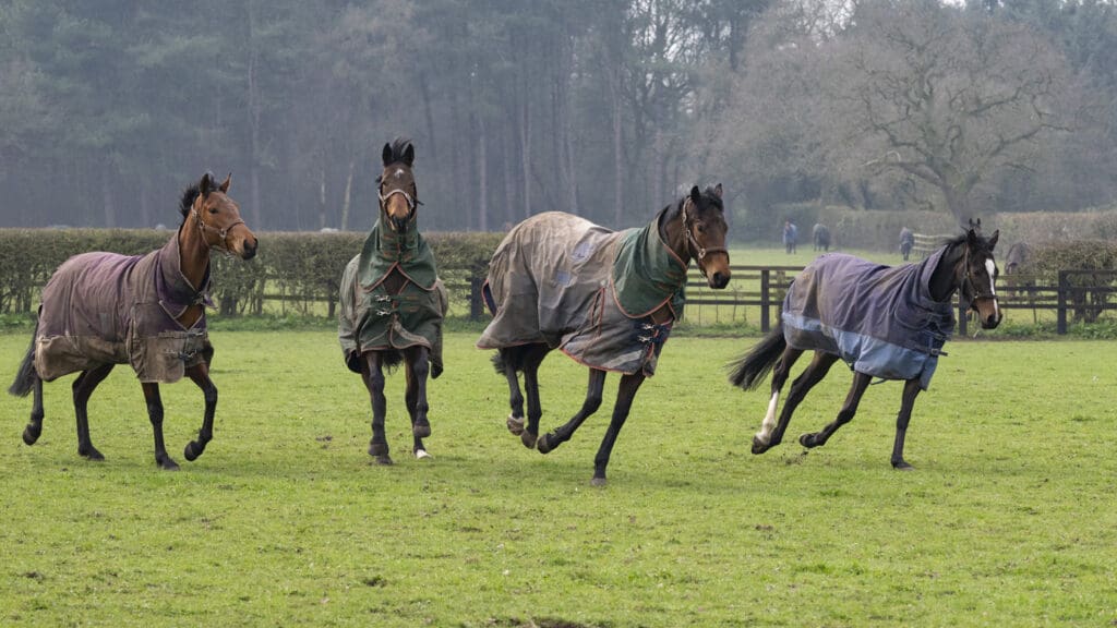 Magic Runner, Daytona Lady, Furrst Lady, Enduring Story