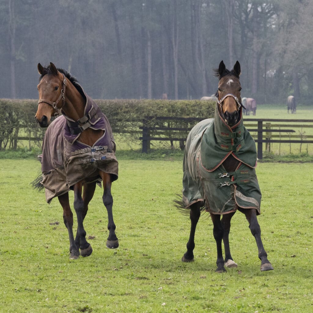 Magic Runner and Daytona Lady