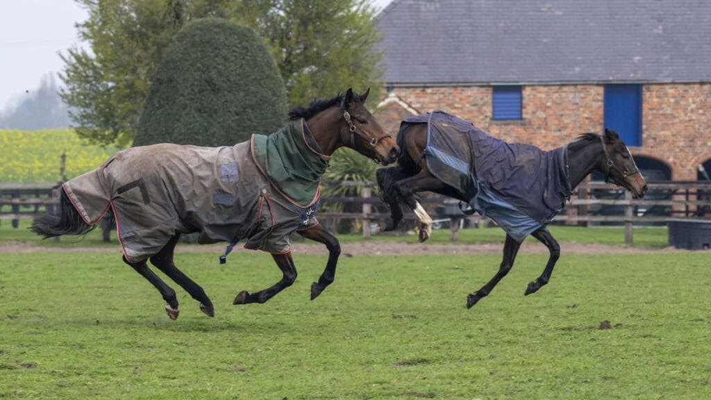 Furrst Lady and Enduring Story