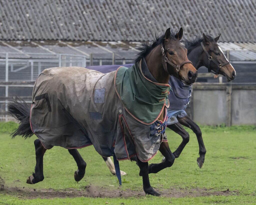 Furrst Lady and Enduring Story