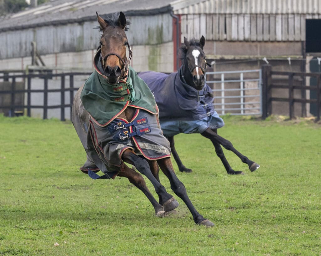 Furrst Lady and Enduring Story