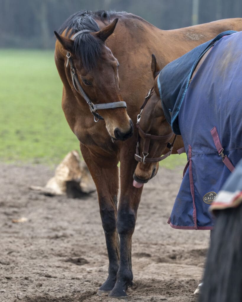 Alligator Alley and pal