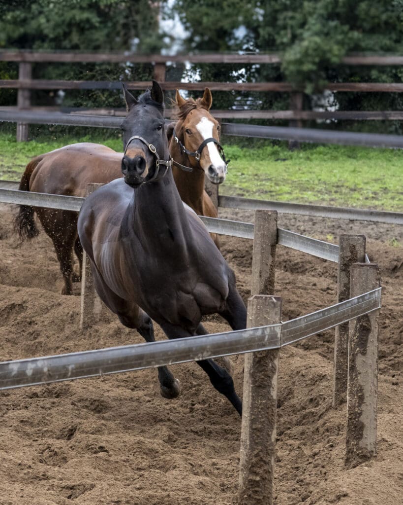 We show how they enjoy our unique training methods