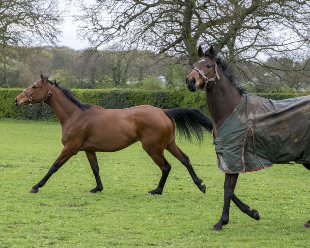 Magic and Daytona Lady