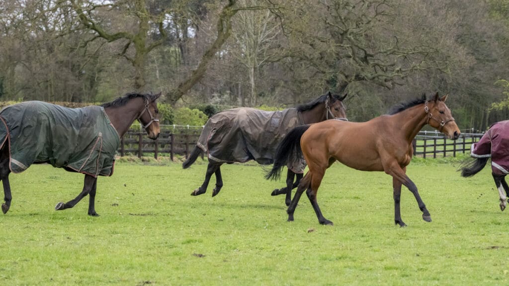 Soon to settle down and graze