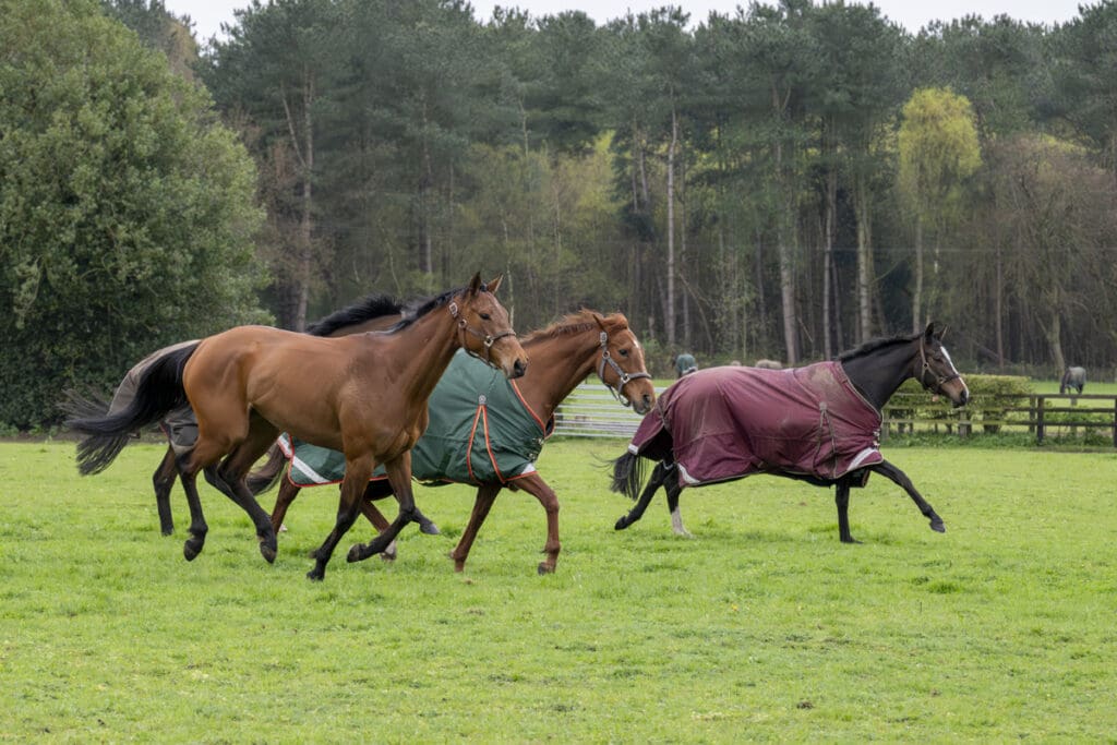 The fillies enjoy a canter round