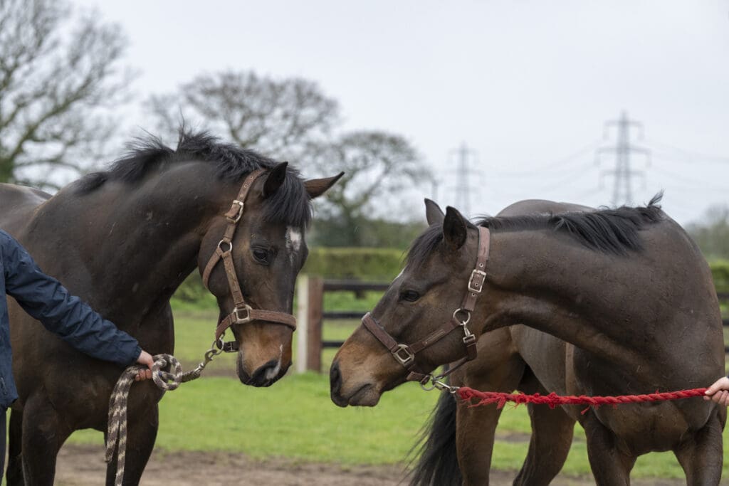 Betweenthesticks and Emerald Army relax afterwards