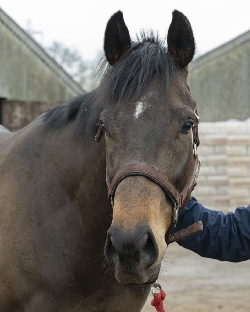Emerald Army is ready to turn out