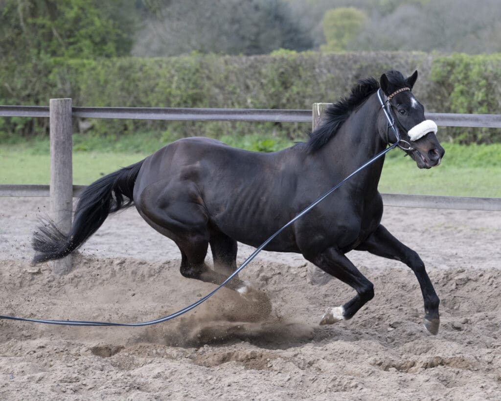 Jojo has be lunged on a long line as he has been known to escape!