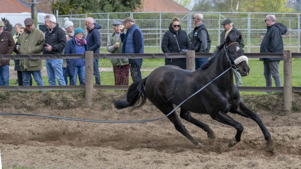 Ruth explains about the lunging process as Jojo does his work