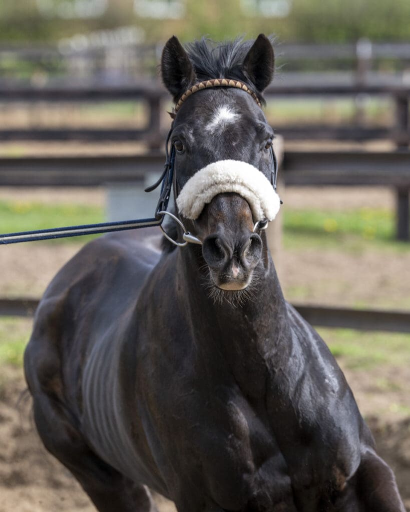 Jojo has a good spin round and shows off his paces
