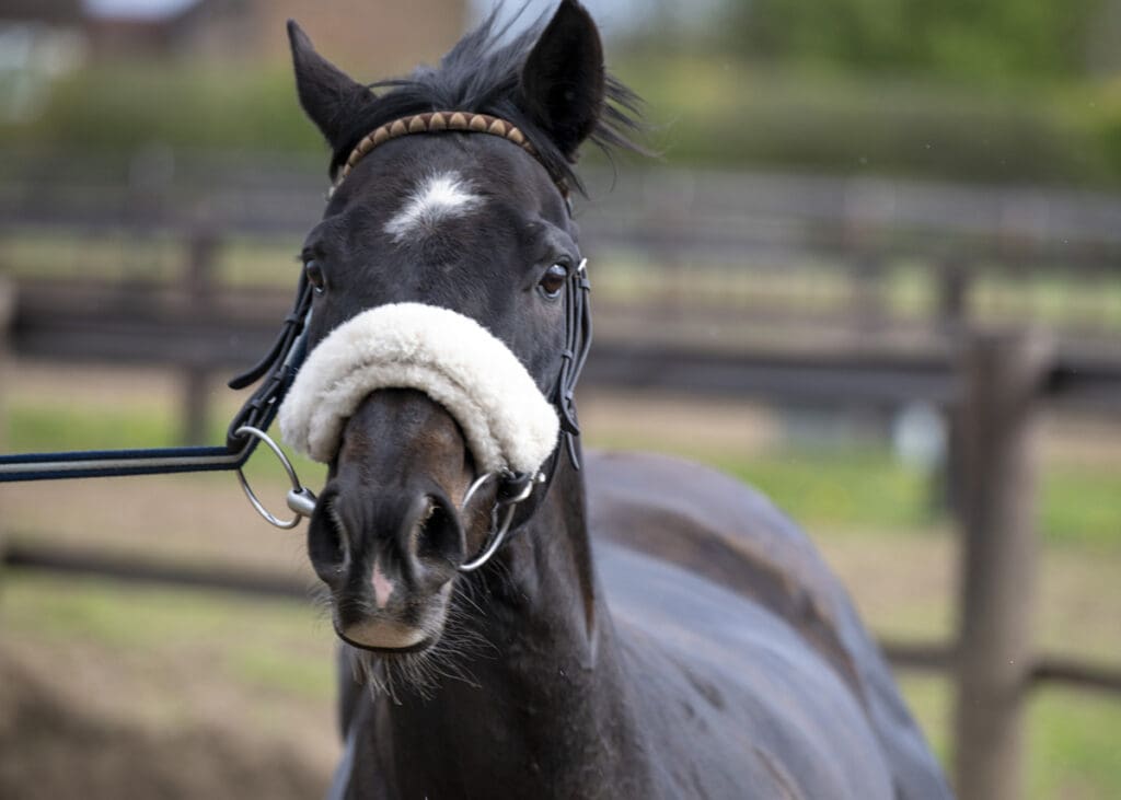 Jojo Rabbit has a close look into the camera as he passes!
