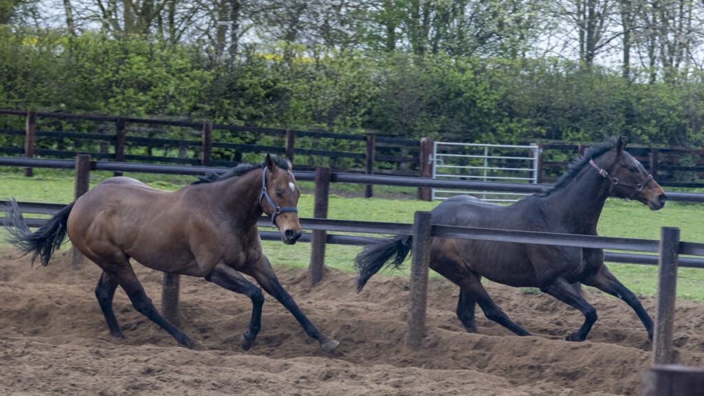 Ruth's Racing Club horses perform. This weather is not fit for man nor beast!