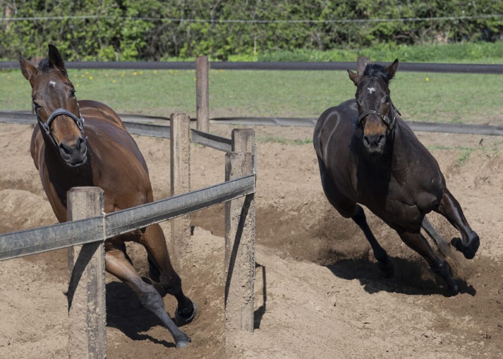 Grange Park Racing. Invitorio on the inside, Invincible Crown on the outer