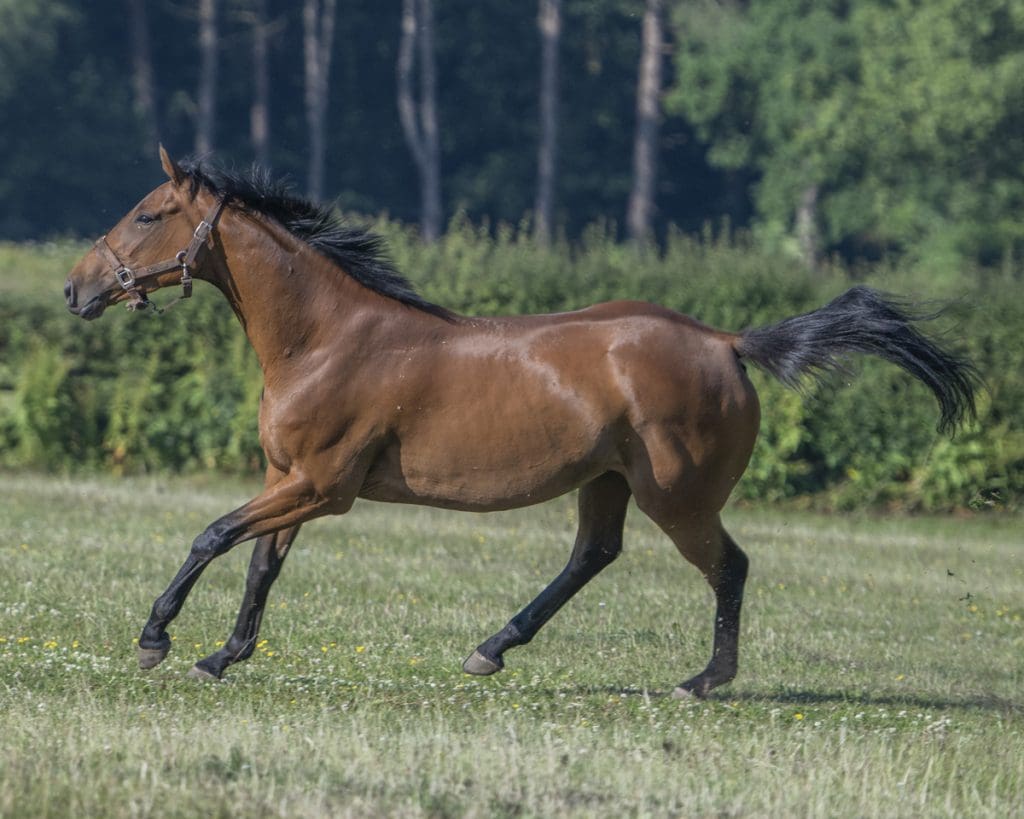 Magic Runner