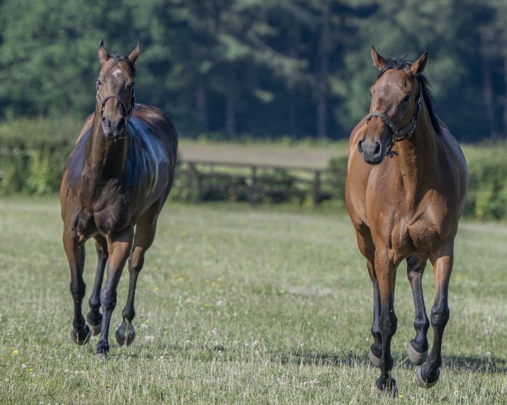 Daytona Lady and Magic Runner