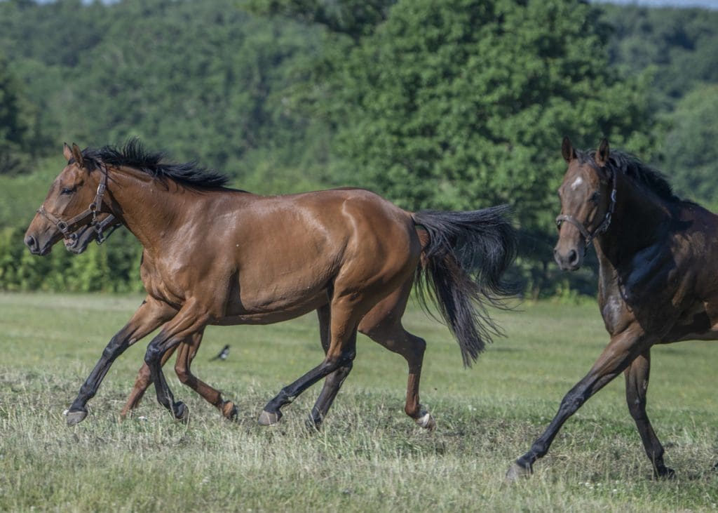 Magic Runner and Daytona Lady