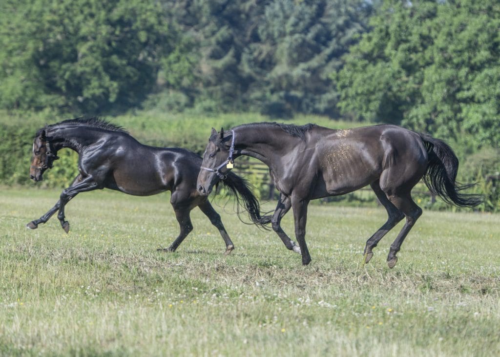 Enduring Story and Electric Avenue