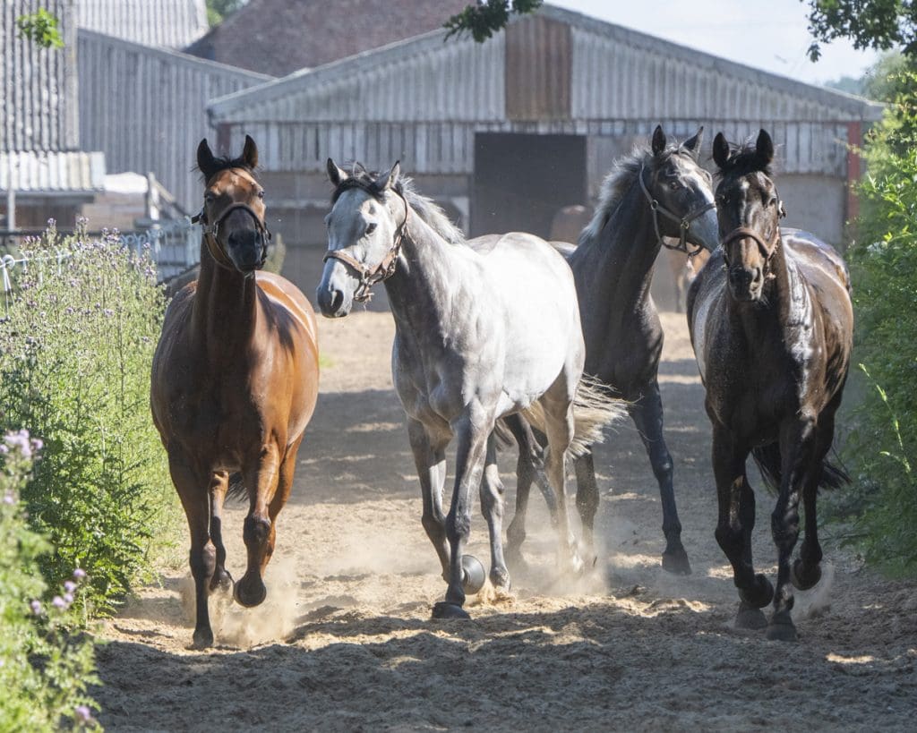King Sharja, Havannagreattime, Star Start