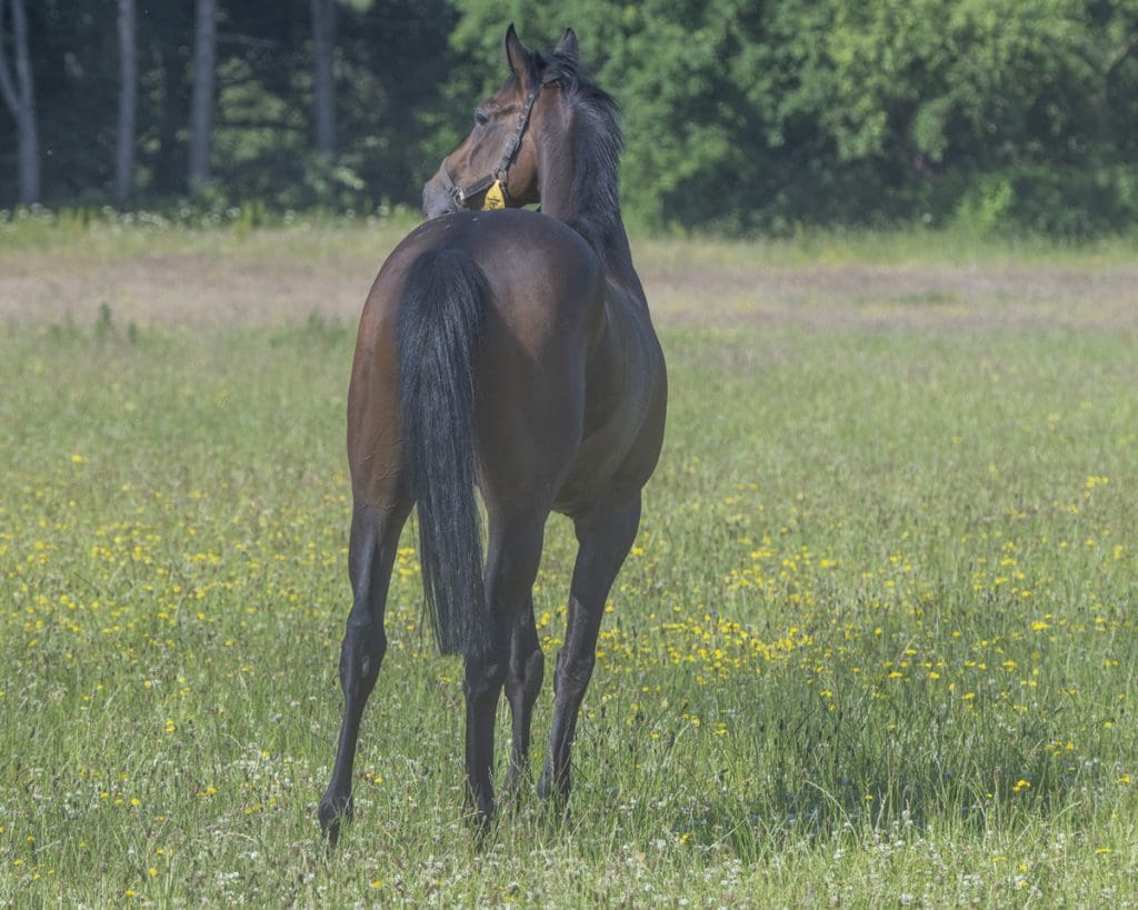 Mali Star