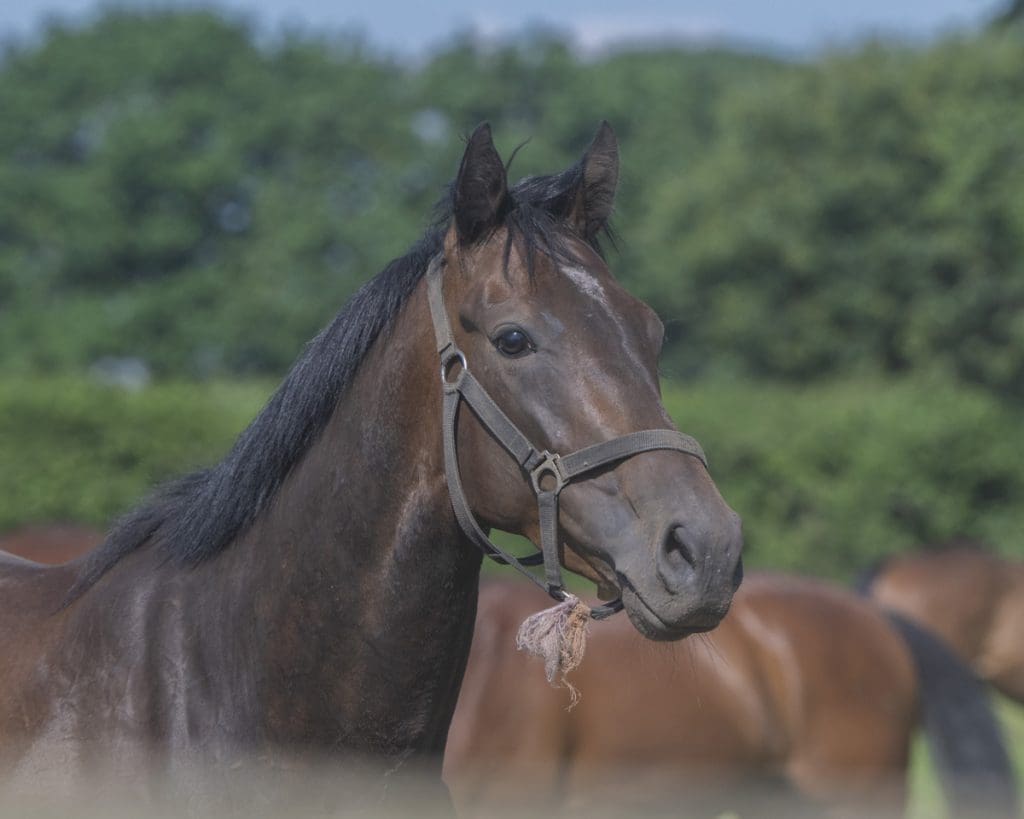 Mali Star