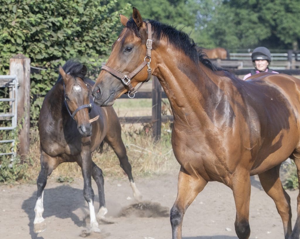 Betweenthesticks and Carron