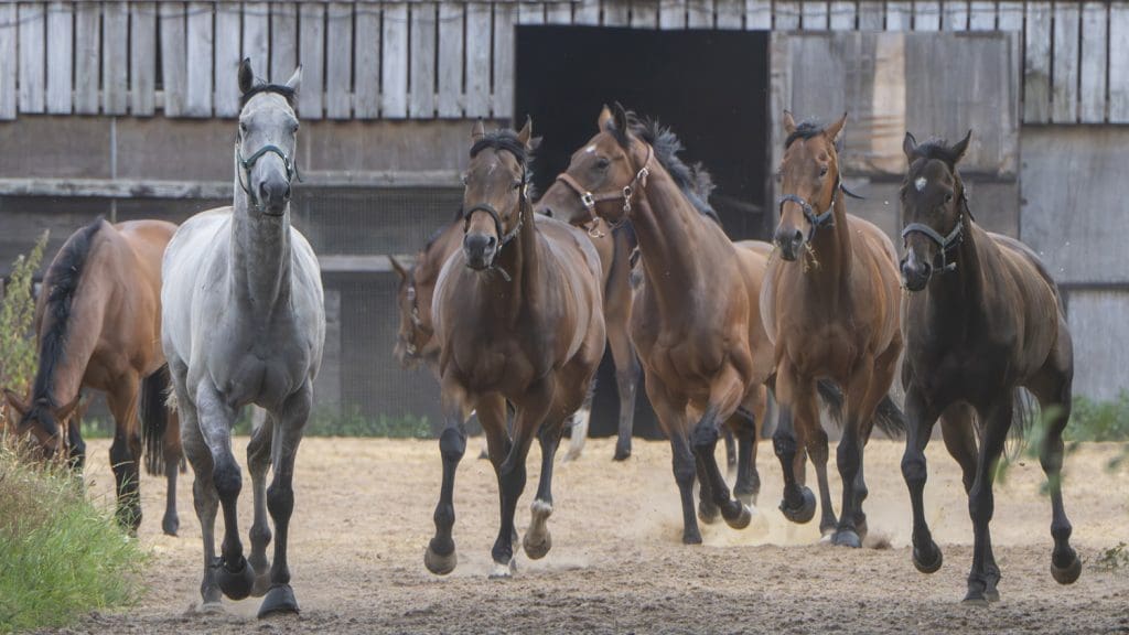 Accrual, Kinetic Force, Horwich, Wise Crack